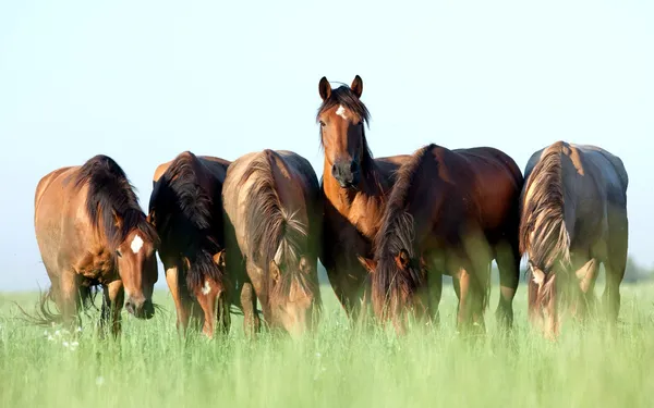 Молодые лошади едят траву в поле — стоковое фото