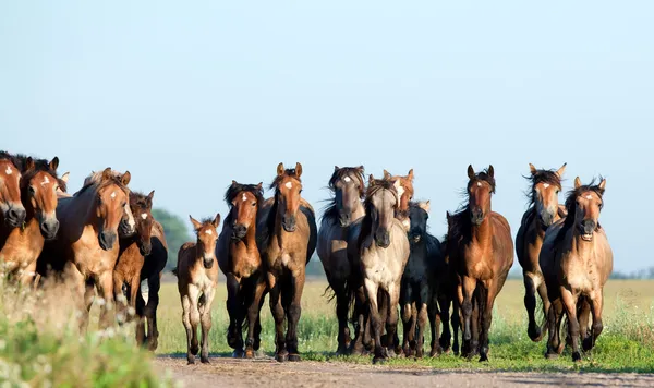 Запуски диких лошадей галопом в поле — стоковое фото