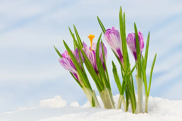 Весенние Цветы Крокусы в снегу — стоковое фото