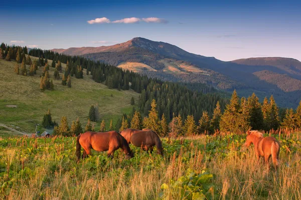 Летний пейзаж с лошадьми — стоковое фото