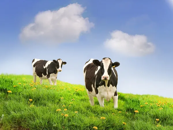 Фризские коровы — стоковое фото