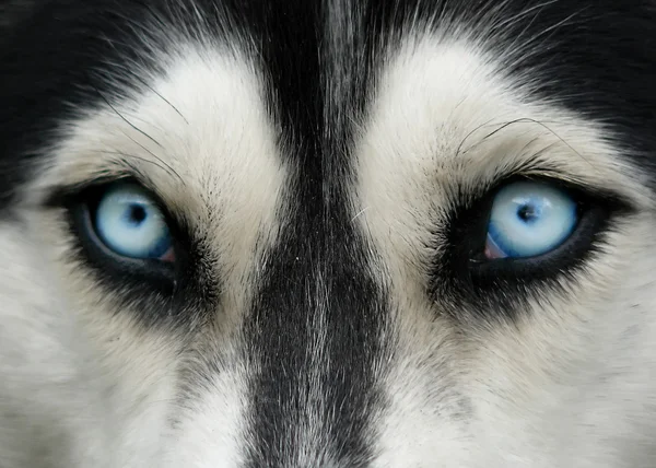 Собака голубые глаза Стоковое Фото