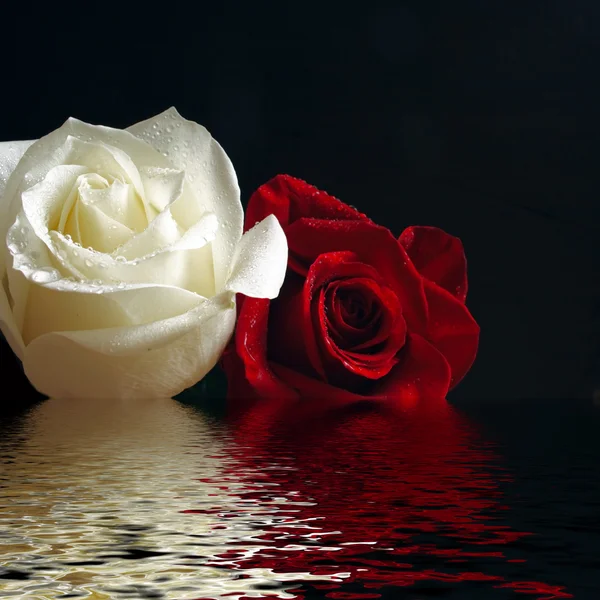 Розы красные и белые Лицензионные Стоковые Изображения