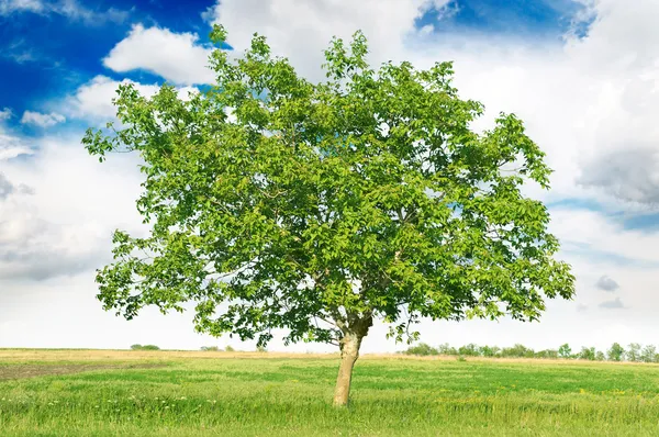 Европейский орех (Juglans regia) — стоковое фото