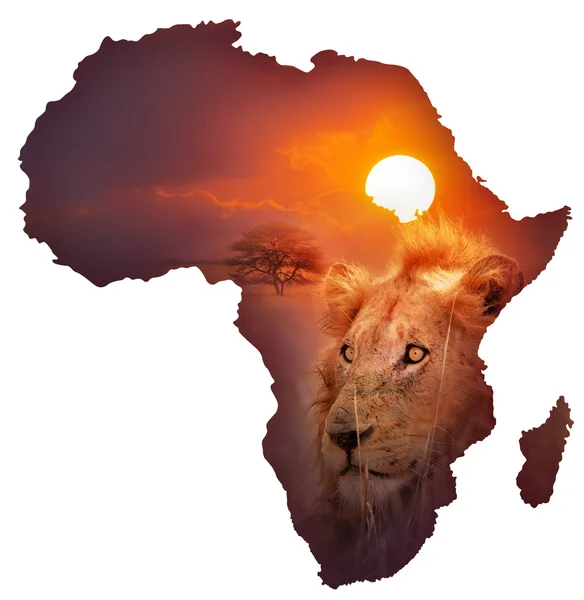 Карта африканской дикой природы — стоковое фото