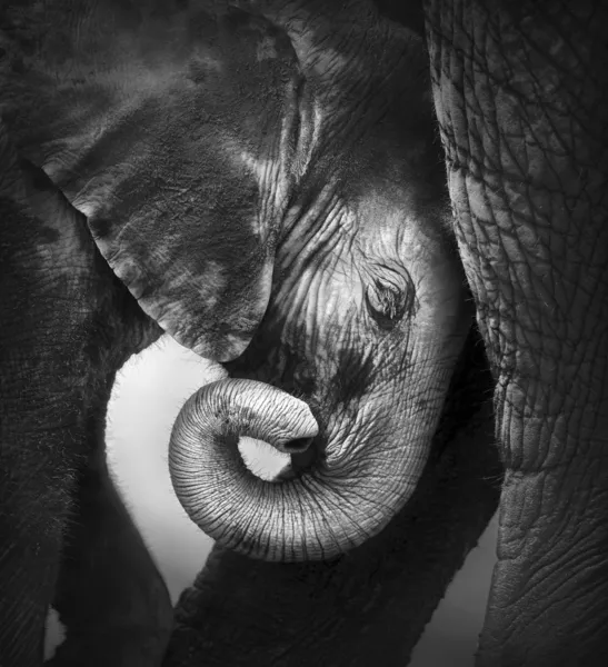 Слоненок ища комфорт — стоковое фото