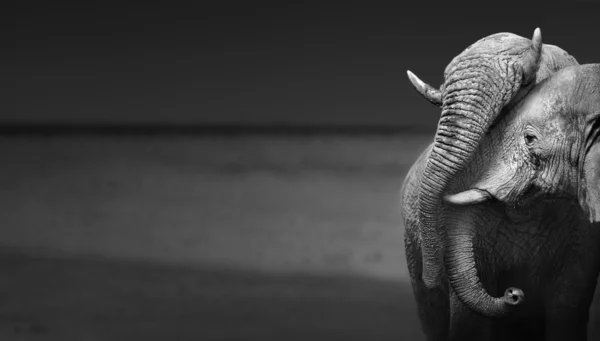 Слоны взаимодействия — стоковое фото
