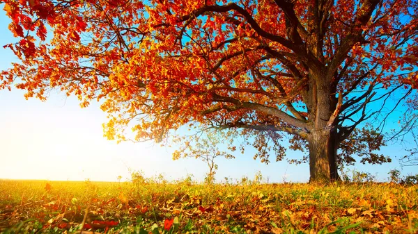 Осень дуб Стоковое Фото