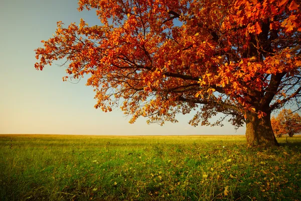 Осень дуб Лицензионные Стоковые Фото
