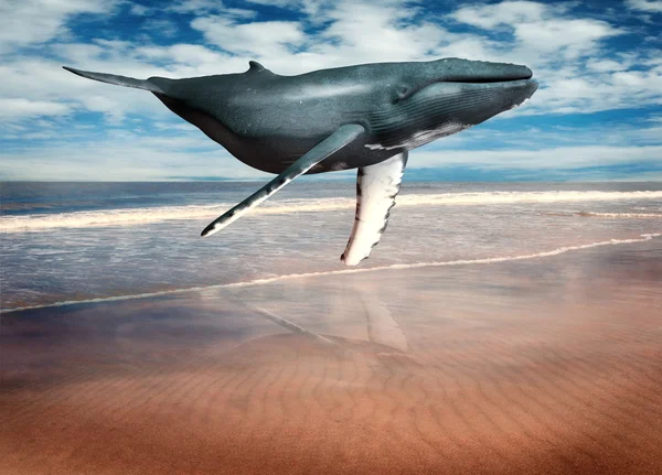 Китов, плавающих над пляжем Лицензионные Стоковые Изображения