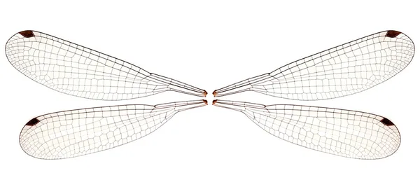 Крылья стрекозы Стоковая Картинка