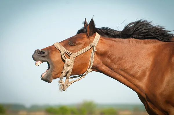 Забавная лошадь Стоковое Фото