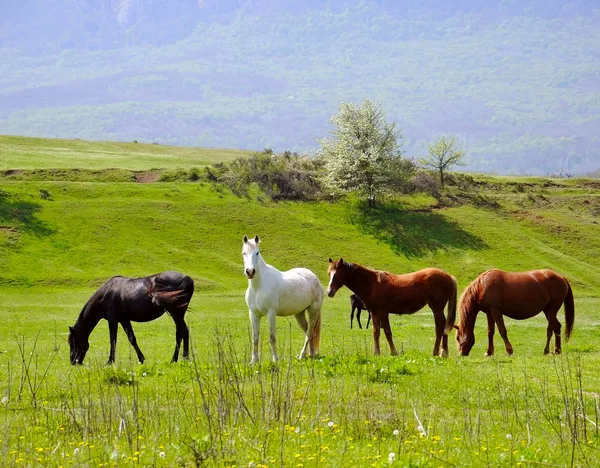 Стадо лошадей — стоковое фото