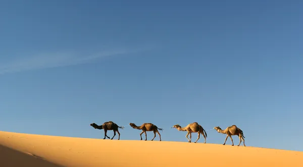 Караван верблюдов в Мерзуге, Марокко Стоковое Изображение