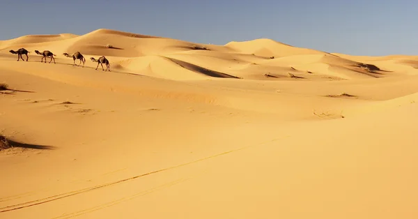Караван верблюдов в Мерзуге, Марокко Стоковое Изображение
