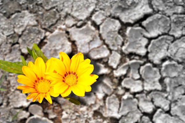 Концепция сохранения. Цветы цветут в засушливых земель Стоковая Картинка