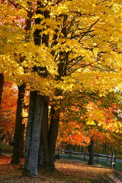 Красочная осень деревья — стоковое фото
