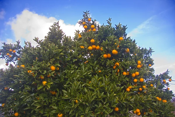 Апельсины на дереве — стоковое фото