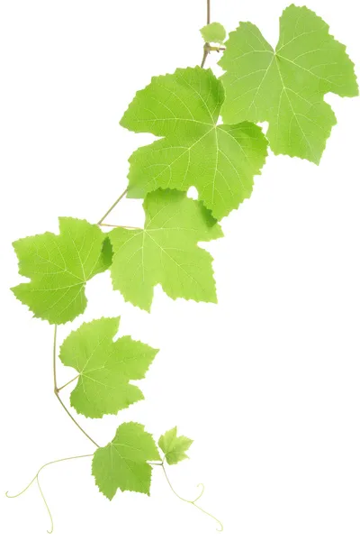 Листья винограда Лицензионные Стоковые Изображения