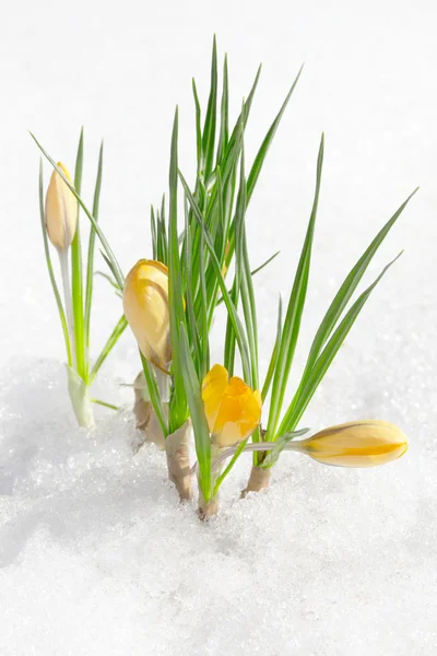Крокусы цветы, Весенние Подснежники — стоковое фото