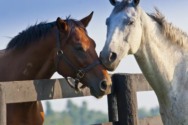 Два любящих лошадей Лицензионные Стоковые Фото