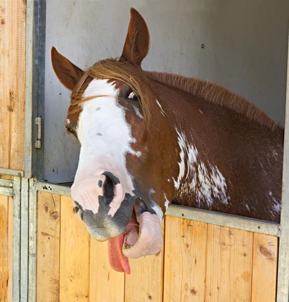 Лошадь, потушить его язык — стоковое фото