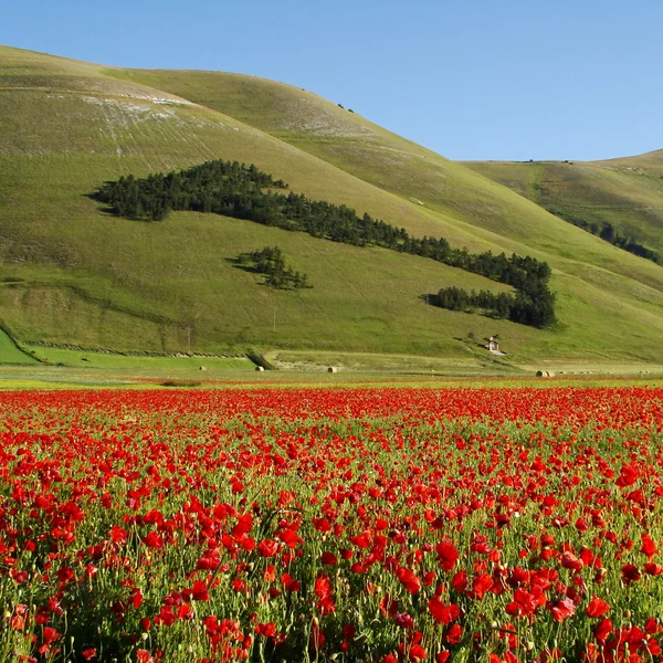 Итальянский пейзаж с красными маками — стоковое фото