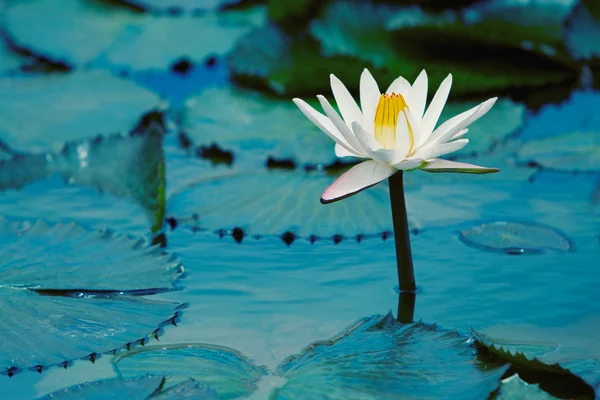 Вода lilly Лицензионные Стоковые Фото
