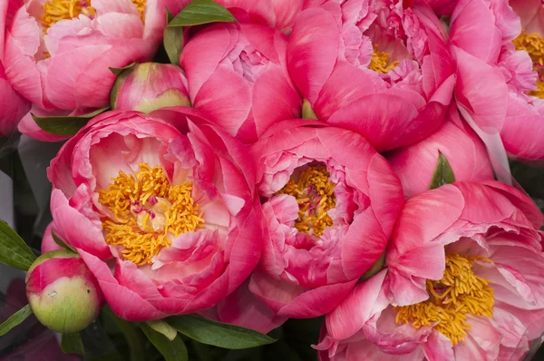 Пеон красные и розовые цветы в полном расцвете — стоковое фото
