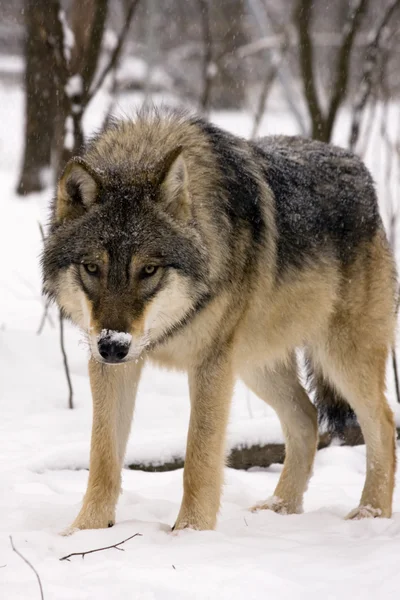 Европейский серый волк (Canis lupus) Стоковое Изображение