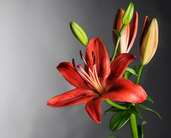 Красивый красный цветок лилии по черному — стоковое фото