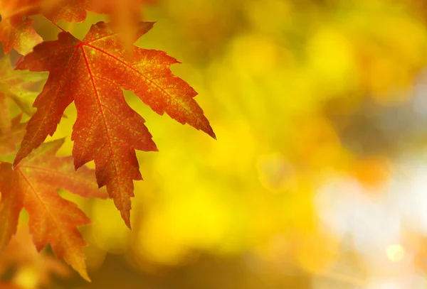 Фон fall.autumn Стоковое Изображение