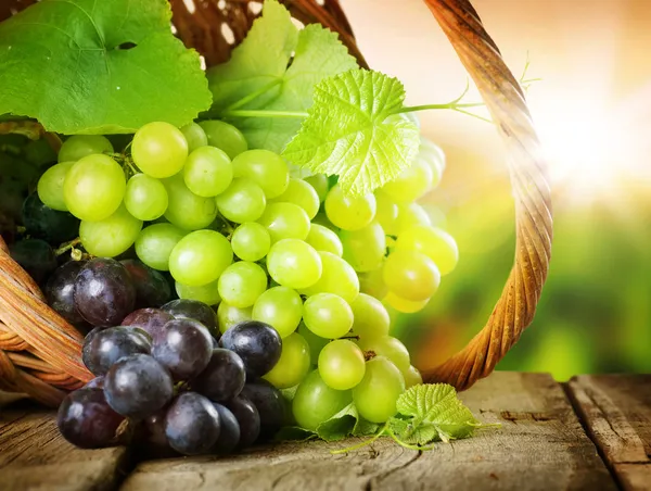 Виноград в корзину. Грейпвайн – на фоне виноградник — стоковое фото