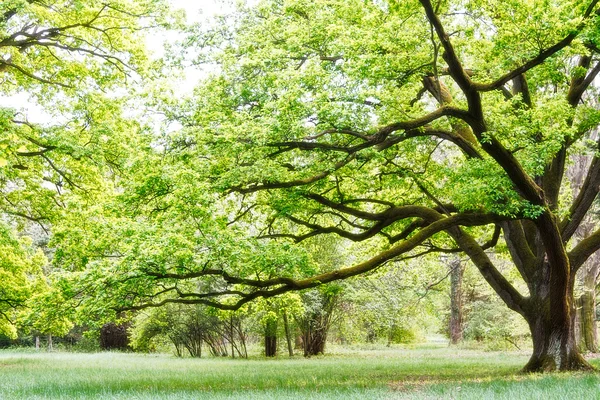 Дерево, парк Лицензионные Стоковые Изображения