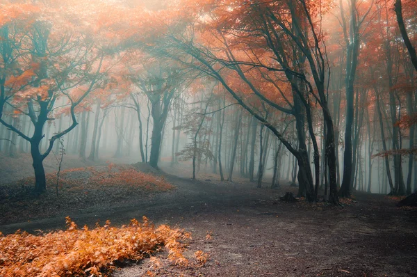 Деревья с красным листьев в лесу с туман — стоковое фото