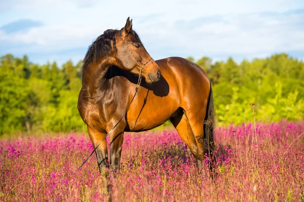 Залив лошади портрет в розовые цветы — стоковое фото