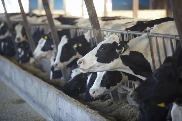 Говяжьи молоко коровье фермы сельского хозяйства — стоковое фото