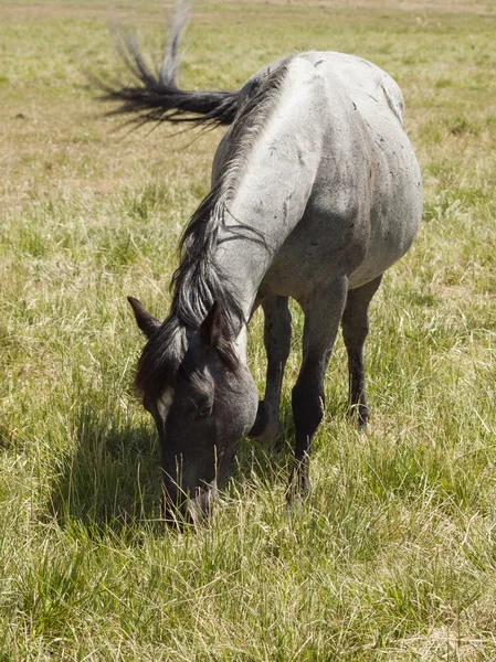 Задевание лошадей — стоковое фото