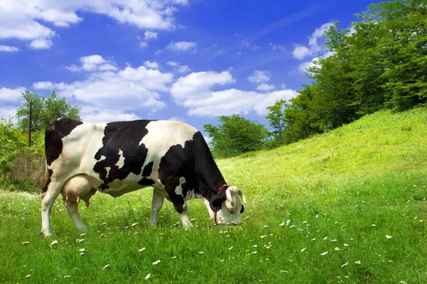 Корова на красивый луг — стоковое фото