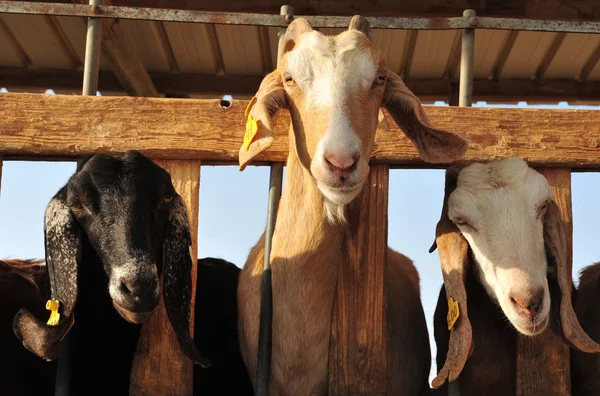 Сельскохозяйственных животных - коз — стоковое фото