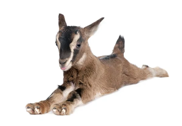 Браун молодого коза лежа (3 недели) — стоковое фото
