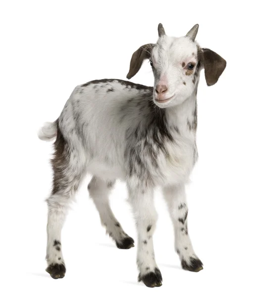 Роув коза козленка, 1 месяц, стоя перед белый фон — стоковое фото
