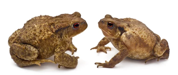 Два общих жабы или европейских жаб bufo bufo, лицом друг к другу перед белый фон — стоковое фото