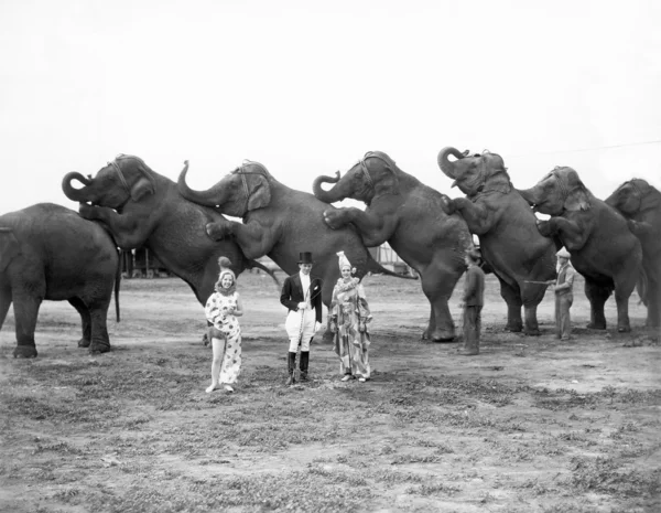 Цирковых слонов и клоуны — стоковое фото