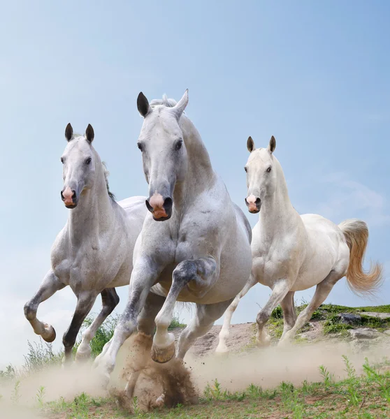 Белые лошади в пыли — стоковое фото