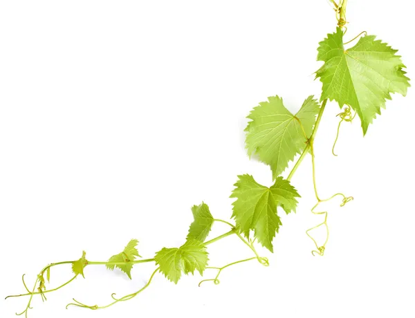 Листья зелёные вина Лицензионные Стоковые Изображения