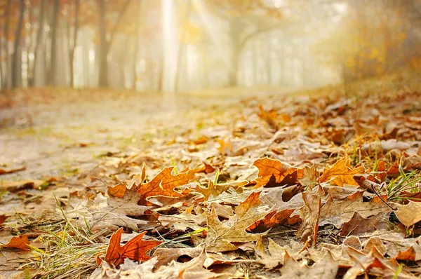 Осенний пейзаж Стоковое Изображение