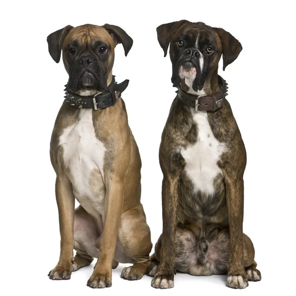 Две собаки боксера, 1 год, сидя перед белый фон — стоковое фото