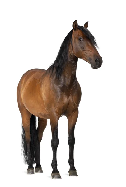 Смешанные породы испанский и аравийской лошади, 8 лет, портрет стоял на белом фоне — стоковое фото