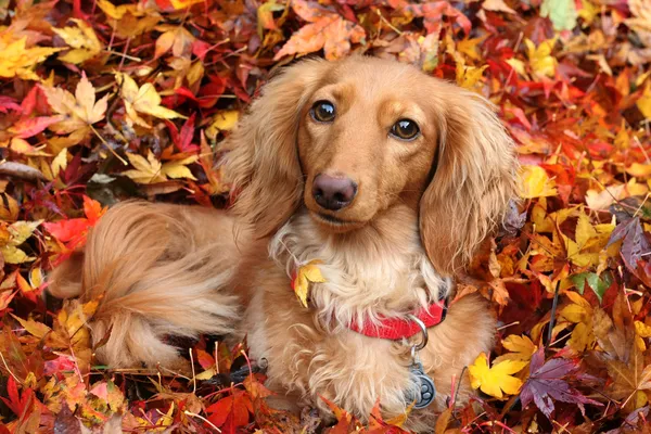 Осенние Такса собака — стоковое фото